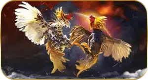 chickenfight - uok168-plus.com